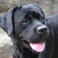 Labrador