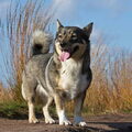 Vastgotaspets