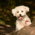 Maltezer