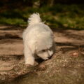 Maltezer