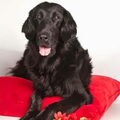 Flatcoated Retriever