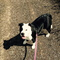 Old English Bulldog