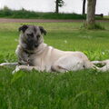 Kangal