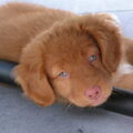 Nova Scotia Duck Tolling Retriever