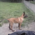 Mechelse Herder