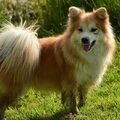 IJslandse Hond