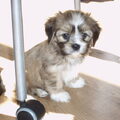 Lhasa Apso