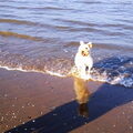 Lakeland Terrier