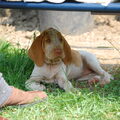 Bracco Italiano