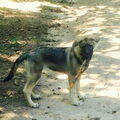 Shiloh Shepherd