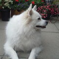 Grote Keeshond, wit