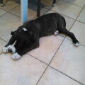 American Staffordshire Terrier