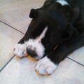 American Staffordshire Terrier