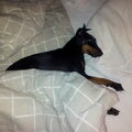 Manchester Terrier