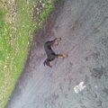 Manchester Terrier