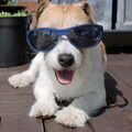Jack Russell Terrier