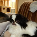 Japanse Spaniel