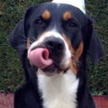 Grote Zwitserse Sennenhond