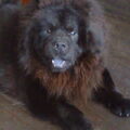 Chow chow