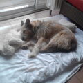 Picardische Herdershond
