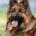 Oud Duitse Herdershond