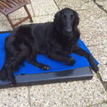 Flatcoated Retriever