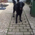 Flatcoated Retriever