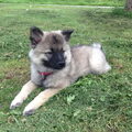 Grote Keeshond, wolfsgrijs