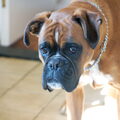 Boxer