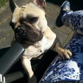 Franse Bulldog