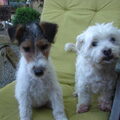 Foxterrier, draadhaar