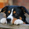 Entlebucher Sennenhond