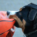 Entlebucher Sennenhond