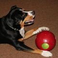Entlebucher Sennenhond