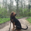 Chien Courant du Jura