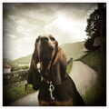 Chien Courant du Jura