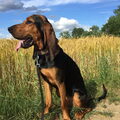Jura Laufhund