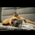 IJslandse Hond