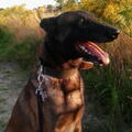 Belgische Herdershond, Mechelse