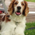 Welsh Springer Spaniel