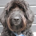 Portugese Waterhond
