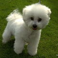 Bichon Frise
