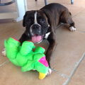 Boxer