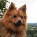 Keeshond, Middenslag