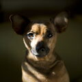 Dwergpinscher