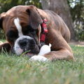 Boxer