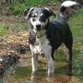 Entlebucher Sennenhond