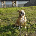 Old English Bulldog