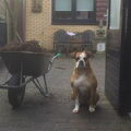 Old English Bulldog