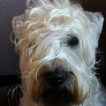 Irish Softcoated Wheaten Terriër